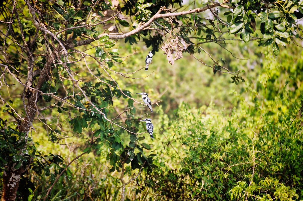 Twiga Safari Lodge Paraa ภายนอก รูปภาพ